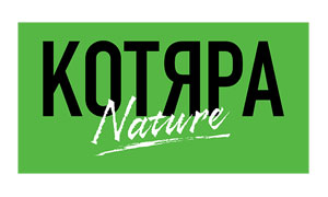 Котяра