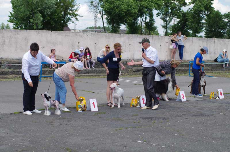 Выставка собак в Бресте