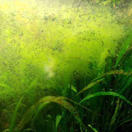 Зеленый налет в аквариуме